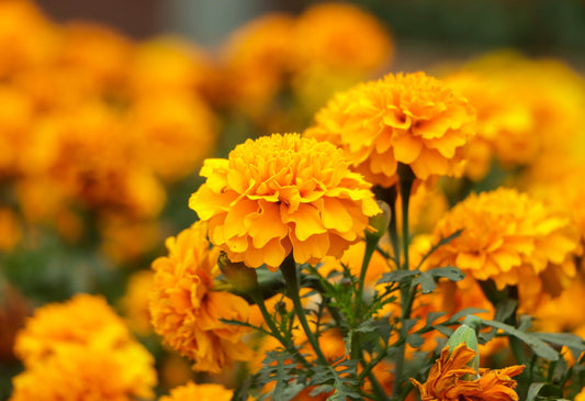 Estratto di Calendula: il calmante naturale per un cuoio capelluto sano
