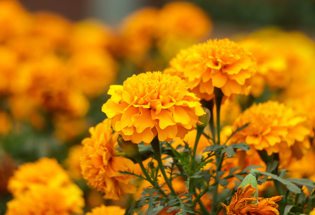 Estratto di Calendula: il calmante naturale per un cuoio capelluto sano